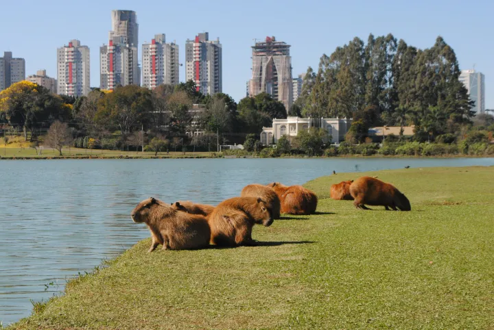 Photo of some cute animals in Curitiba, Brazil.       
